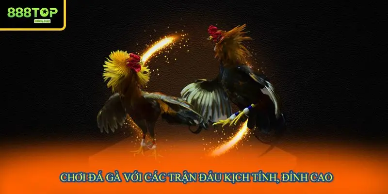 Chơi đá gà với các trận đấu kịch tính, đỉnh cao