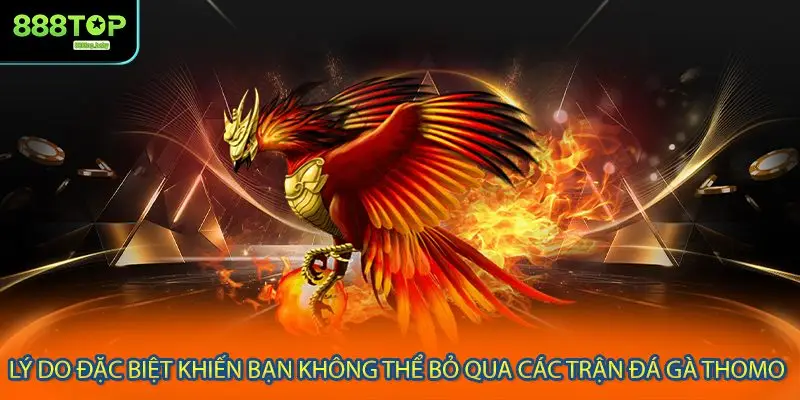 Lý do đặc biệt khiến bạn không thể bỏ qua các trận đá gà Thomo