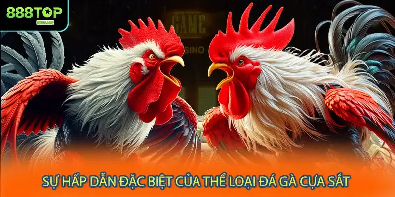 Sự hấp dẫn đặc biệt của thể loại đá gà cựa sắt